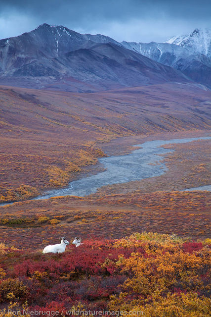 Dall's Sheep, Denali National Park