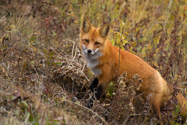 Red Fox, Denali National Park