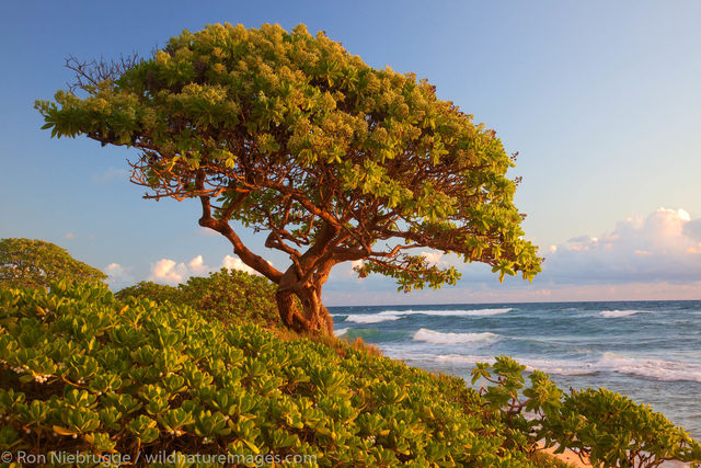 Nukolii Beach, Kauai, Hawaii