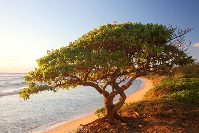 Nukolii Beach