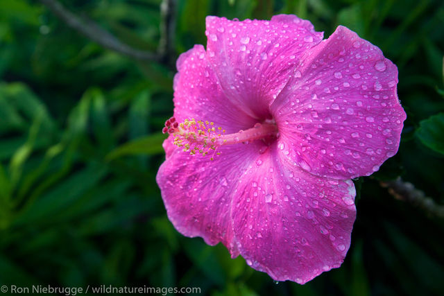 Pink Hibiscus, Kauai, Hawaii