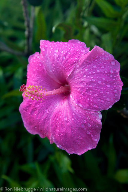 Pink Hibiscus, Kauai, Hawaii