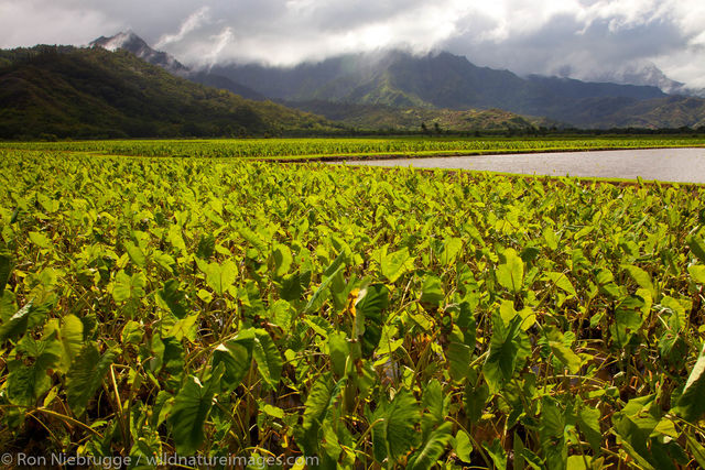 Taro fields