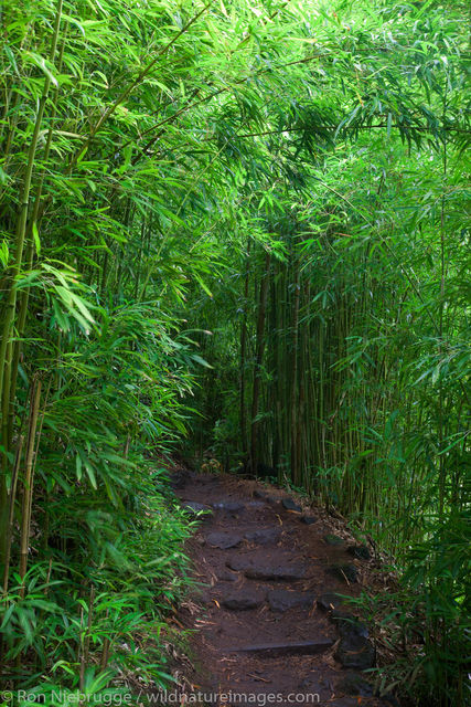 Bamboo Forest along the Pipiwai Trail