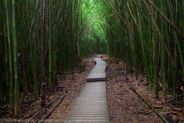 Bamboo Forest along the Pipiwai Trail