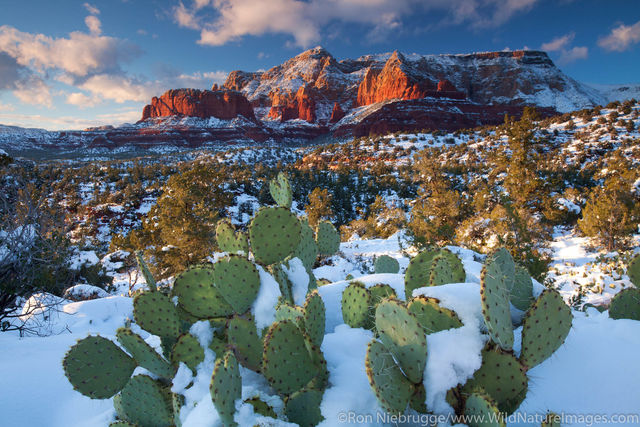 Coconino National Forest