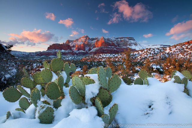 Coconino National Forest