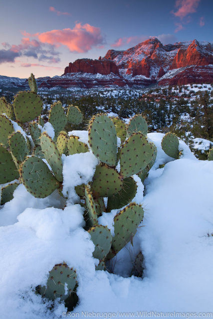 Winter, Coconino National Forest