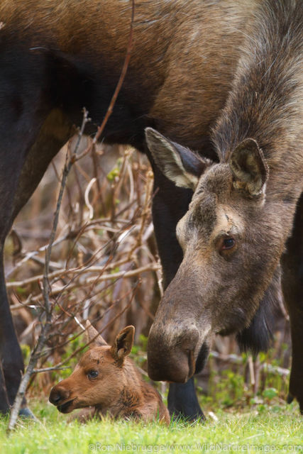 Cow and Calf Moose