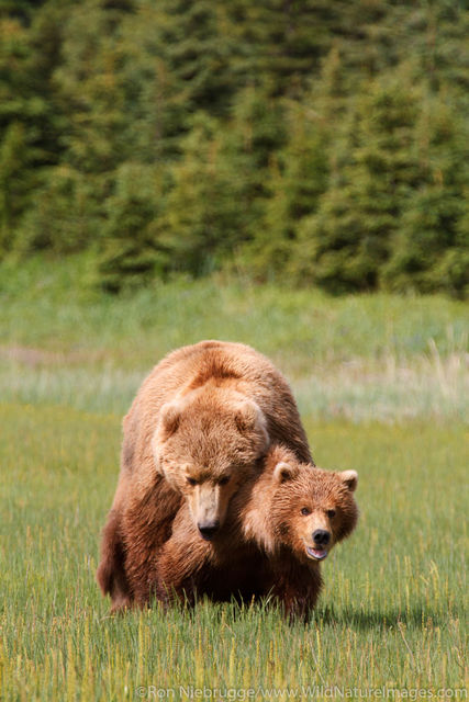 Mating Brown Bears