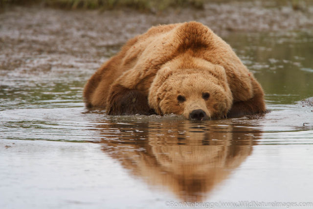Brown Bear