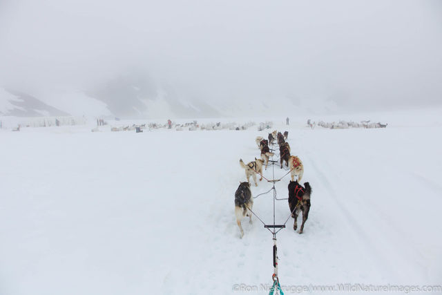 Sled dog tour