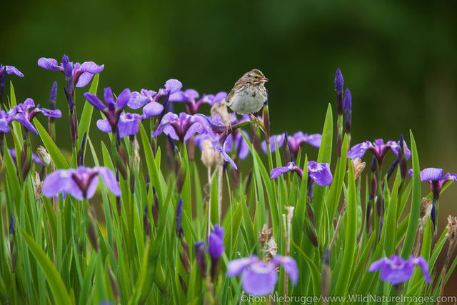 Savannah Sparrow