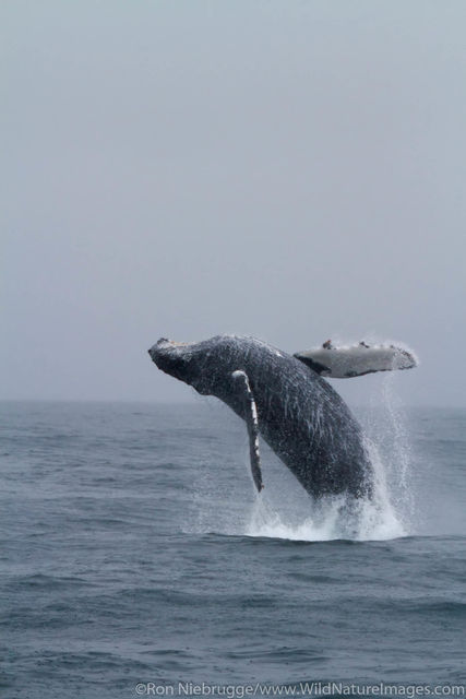 Breaching Humpback Whale