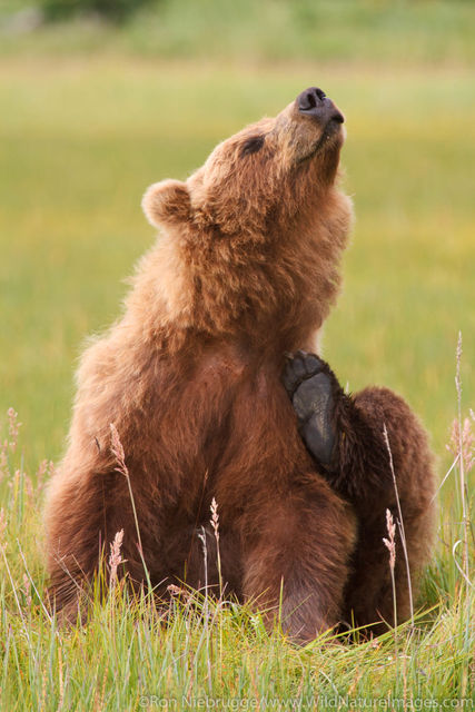 Brown Bear