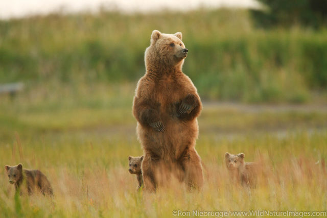 Sow with Spring Cubs