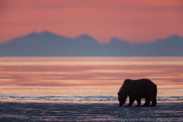 Brown Bears at Sunrise