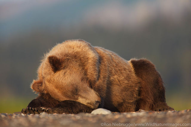 Brown Bear