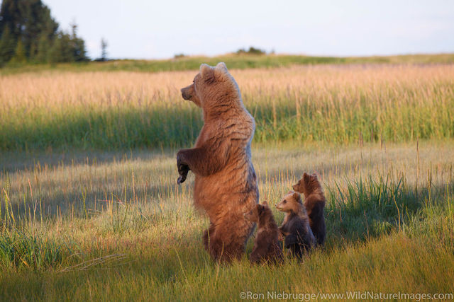 Sow with Spring Cubs