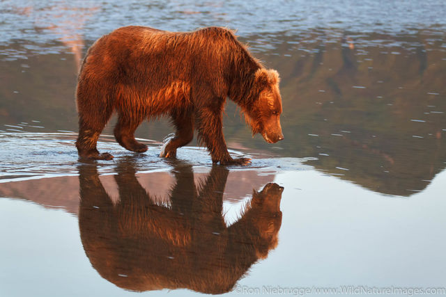 Grizzly Bear Reflection