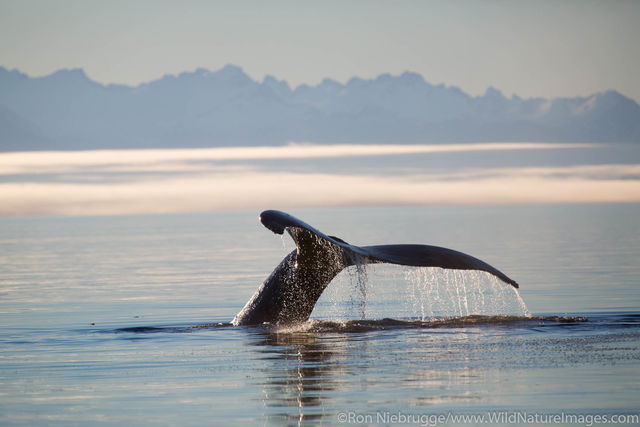 Humpback Whale Tail