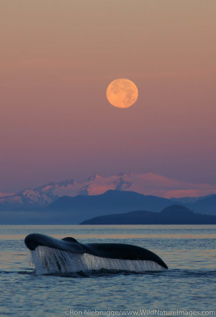 Humpback Whale Tail