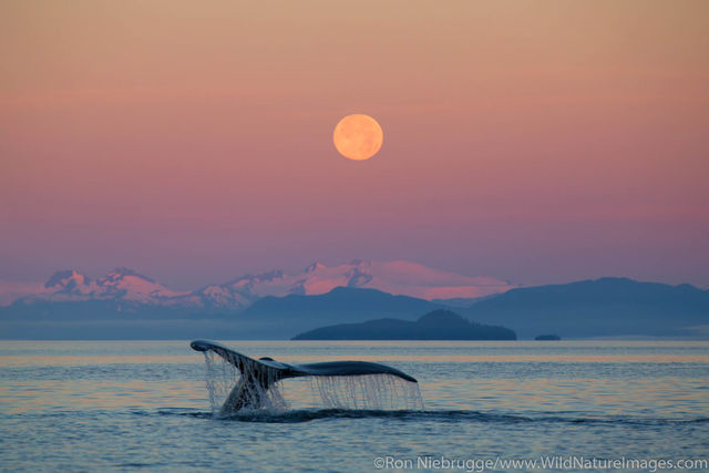 Humpback Whale Tail