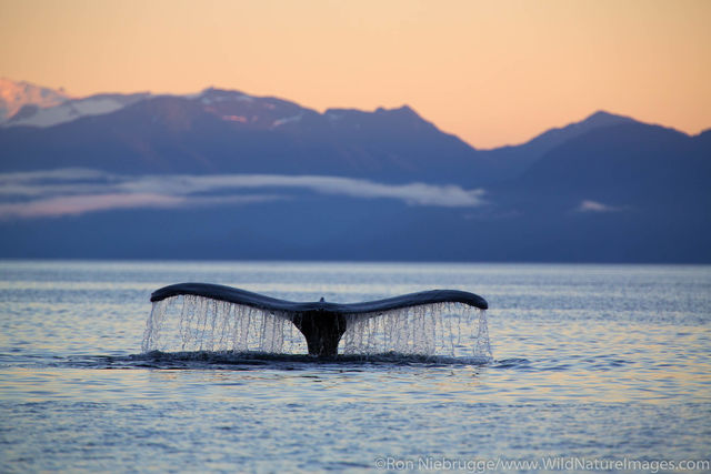 Humpback Whale Tail