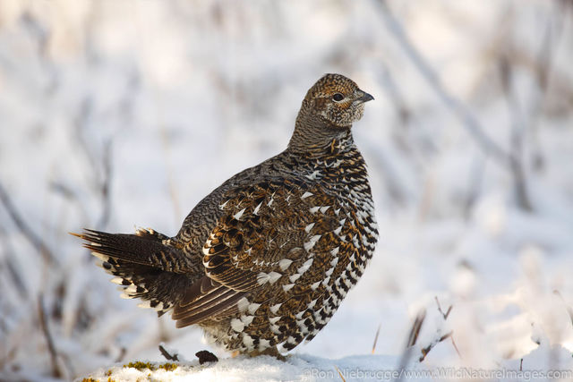 Spruce Grouse