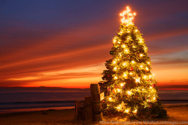 Christmas Tree at Crystal Cove Beach 