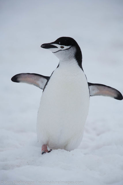 Chinstrap Penguin