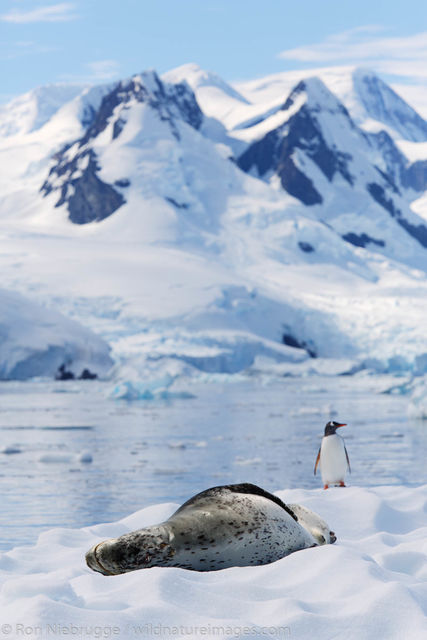 Leopard seal, Cierva Cove