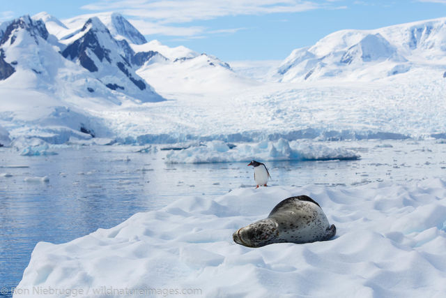 Leopard seal, Cierva Cove