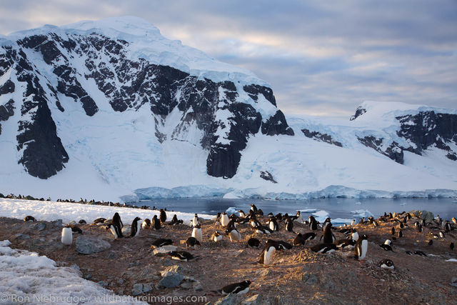 Danco Island, Antarctica