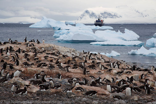 Cuverville Island, Antarctica