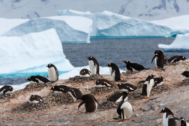 Gentoo Penguin colony