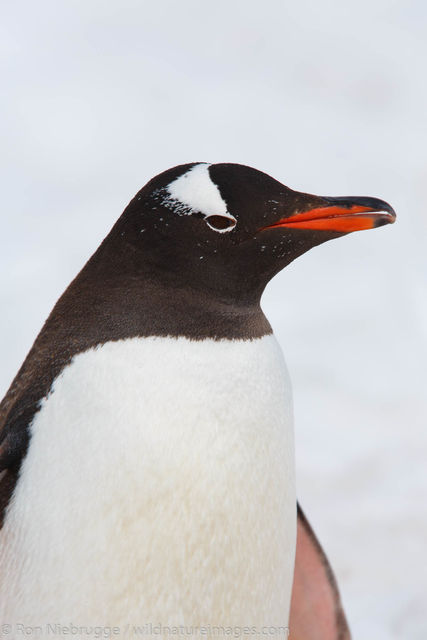 Gentoo, Cuverville Island