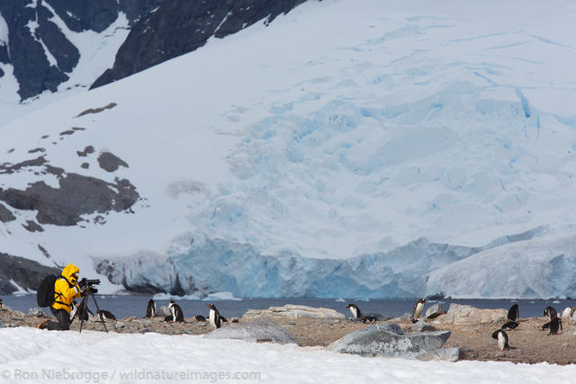 Cuverville Island, Antarctica