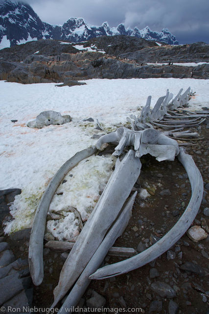 Whale bones on Jougla Point 