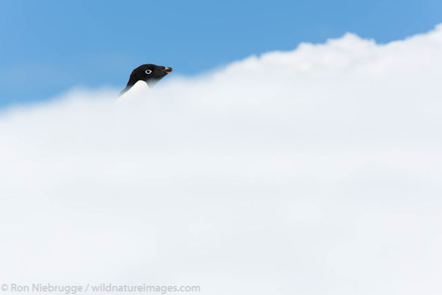 Adélie Penguin 