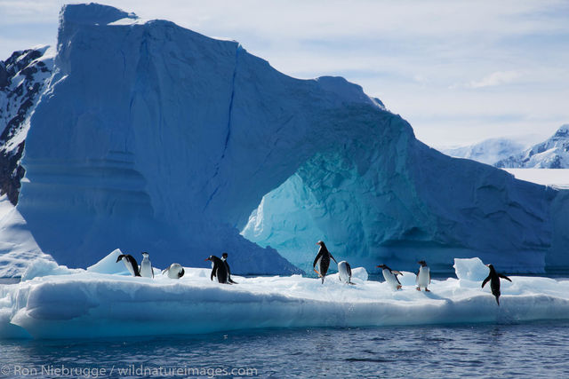 All three species of Brush-Tailed Penguin