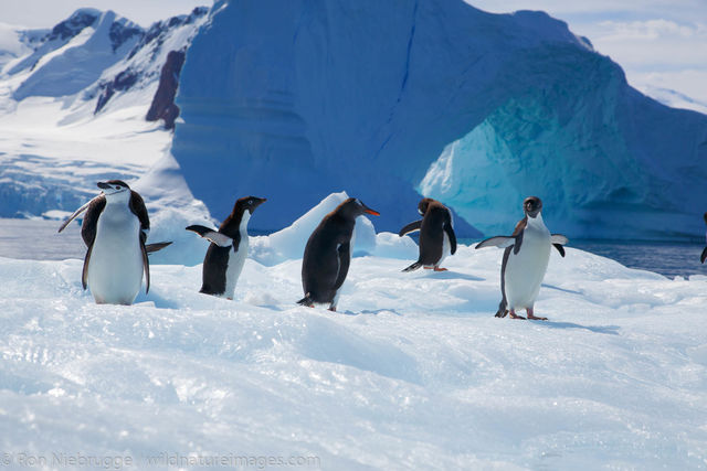 All three species of Brush-Tailed Penguin