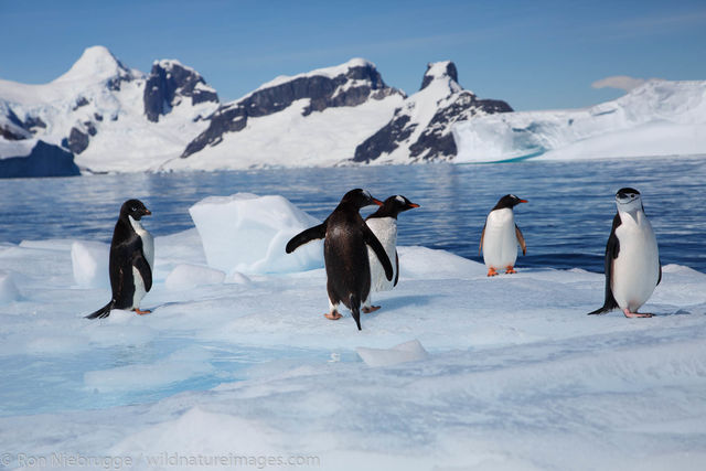 All three species of Brush-Tailed Penguins