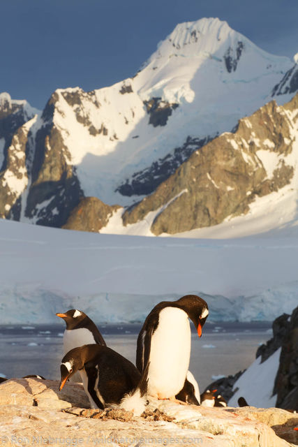 Gentoo Penguin, Booth Island