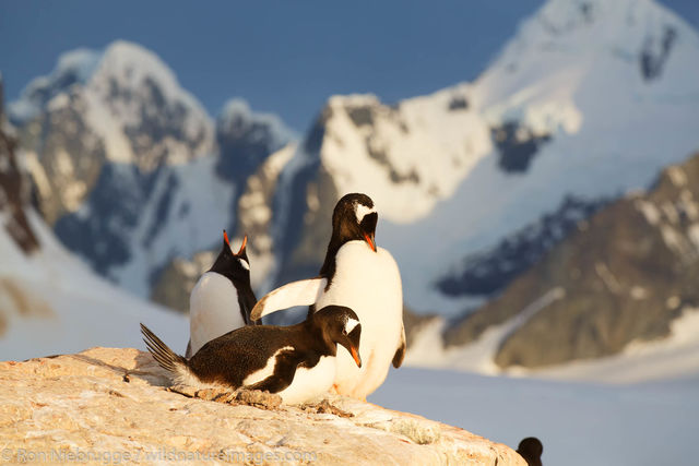 Gentoo Penguin, Booth Island