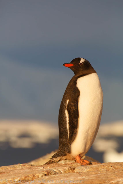 Gentoo Penguin, Booth Island