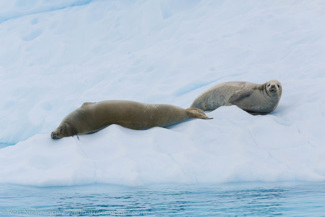Crabeater seal
