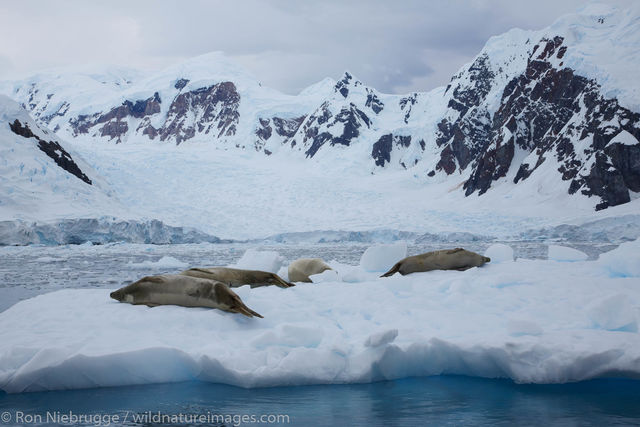 Crabeater seal, Paradise Bay