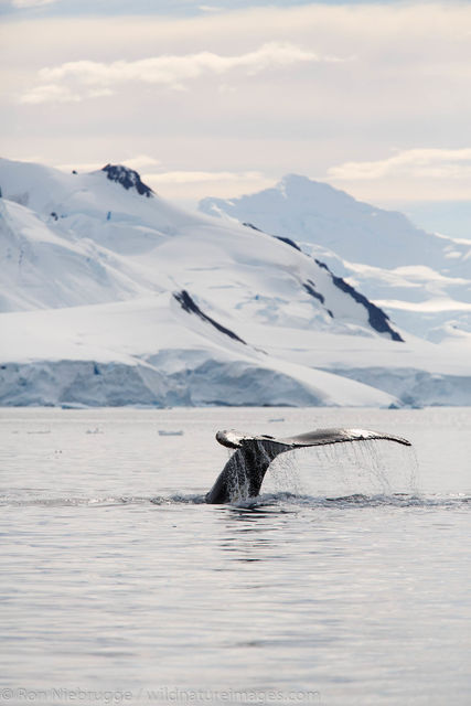 Humpback whale