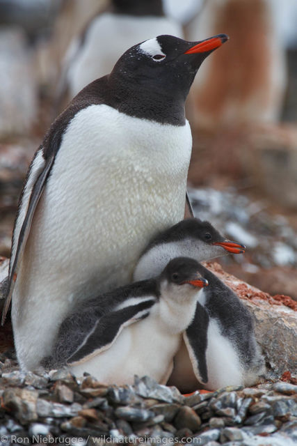 Gentoo Penguins, Hannah Point